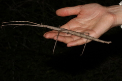 Bactrododema tiaratum