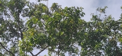 Melicope lunu-ankenda