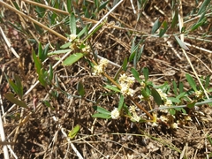 Alternanthera denticulata