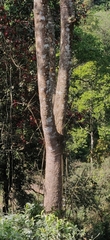 Melicope lunu-ankenda