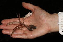 Gyrocarpus americanus