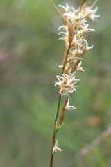 Baloskion tetraphyllum