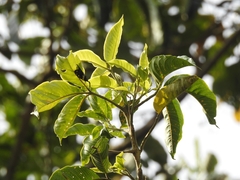 Melicope lunu-ankenda