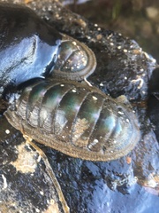 Ischnochiton australis