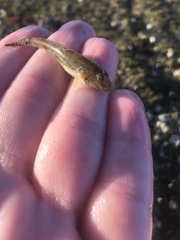 Favonigobius lateralis