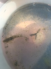 Favonigobius lateralis