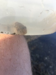 Favonigobius lateralis