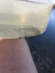 Favonigobius lateralis