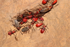 Probergrothius