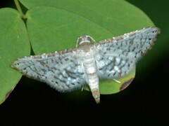Striglininae
