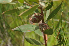 Hakea