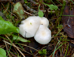 Cuphophyllus virgineus