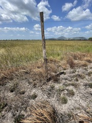 Rostrhamus sociabilis