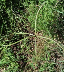 Chloris mossambicensis