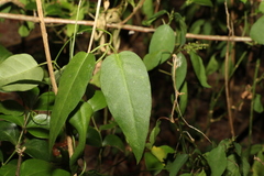 Vincetoxicum ovatum