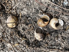 Rostrhamus sociabilis