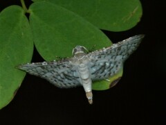 Striglininae