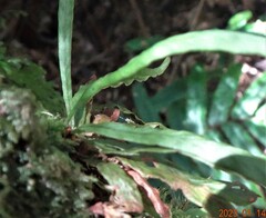 Notogrammitis billardierei