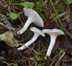 Cuphophyllus virgineus