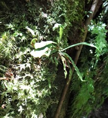 Notogrammitis billardierei