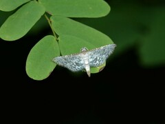 Striglininae