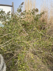 Clerodendrum phlomidis