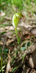 Pterostylis obtusa