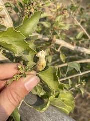 Clerodendrum phlomidis