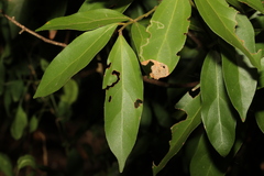 Cryptocarya triplinervis pubens