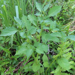 Physalis angulata image