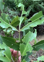 Pseudopanax gilliesii