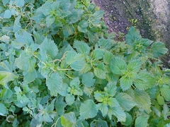 Urtica membranacea
