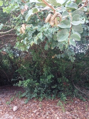 Hymenaea courbaril