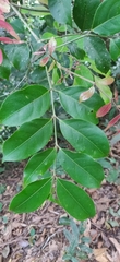 Staphylea malabarica