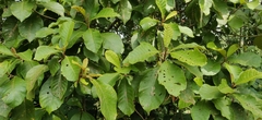 Strobocalyx arborea