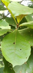 Strobocalyx arborea