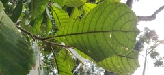 Strobocalyx arborea