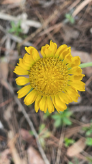Helenium pinnatifidum