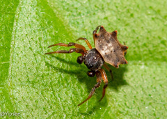 Thelacantha brevispina