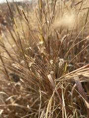 Heteropogon