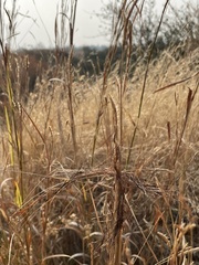 Heteropogon