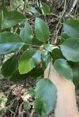 Pseudopanax gilliesii