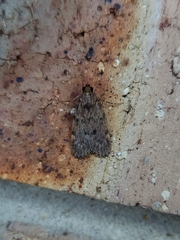 Mimaglossa nauplialis