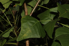 Erythrina numerosa