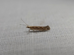 Plutella xylostella-australiana