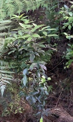 Pseudopanax gilliesii