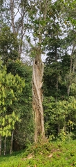 Ficus beddomei