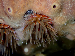Anemonia mutabilis