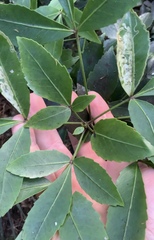 Pseudopanax gilliesii