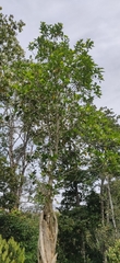 Ficus beddomei